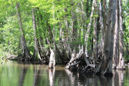 Photo for Landscape Of The Pearl River On The Honey Island Swamp Boat Tour. - Royalty Free Image
