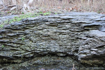 Foto de Formación de roca de pizarra con plantas que crecen de ella. - Imagen libre de derechos