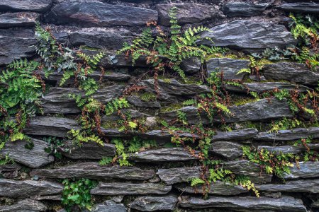 Foto de Formación de roca de pizarra con plantas que crecen de ella. - Imagen libre de derechos
