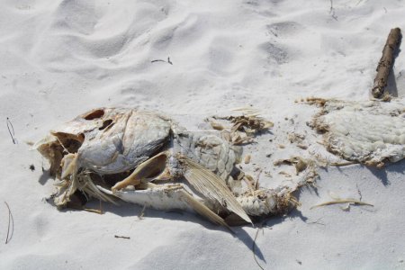 Foto de Muerto tarpon pescado lavado hasta en un playa - Imagen libre de derechos