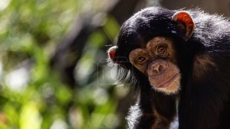 retrato de primer plano de un chimpancé juvenil haciendo contacto visual con espacio para texto