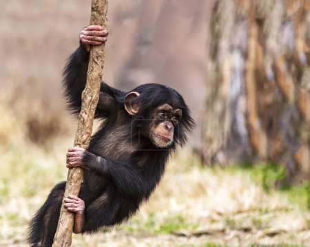 retrato de primer plano de un chimpancé juvenil escalando una vid con espacio para el texto