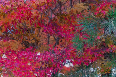 Foto de Colorido otoño caído hojas naturaleza fondo - Imagen libre de derechos