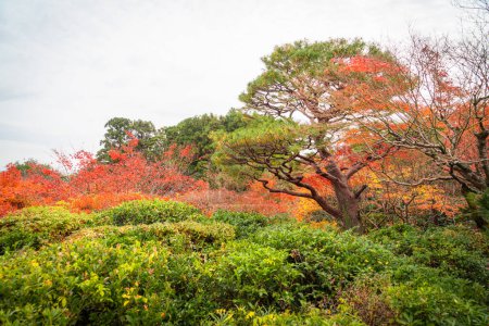 Foto de Autumn season in japan nature background - Imagen libre de derechos
