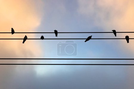Foto de Pájaros sobre un fondo de cable eléctrico - Imagen libre de derechos