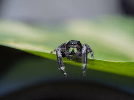 Téléchargez les photos : Araignée sautante sur fond vert feuille nature - en image libre de droit