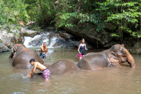 Photo for Chiang Mai, Thailand - 25 May 2023 - Elephant mahouts and tourist bathing the elephants at a small waterfall near the camp - Royalty Free Image