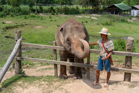 Photo for Chiang Mai, Thailand - 25 May 2023 - An elephant mahout standing next to his animal at an elephant camp in Chiang Mai, Thailand - Royalty Free Image