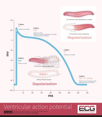Photo for After the ventricular muscle is stimulated, the membrane potential will change, and the curve of membrane potential change is the action potential. - Royalty Free Image