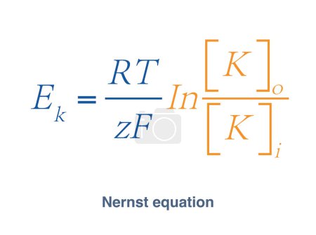 Téléchargez les photos : L'équation de Nernst est une équation pour calculer le potentiel membranaire au repos d'une membrane cellulaire, qui dépend du rapport des concentrations de potassium à l'extérieur et à l'intérieur de la cellule. - en image libre de droit