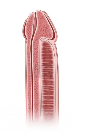 Photo for Normal penile anatomy allows for alternating erection and relaxation. - Royalty Free Image