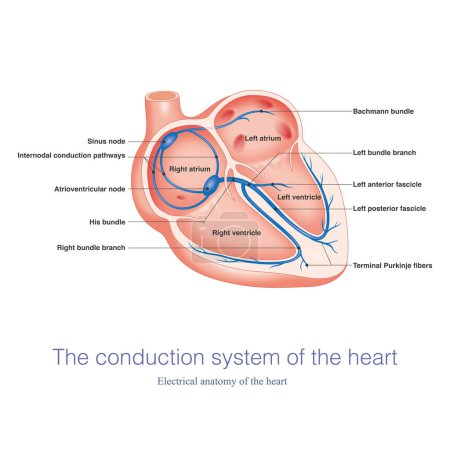 The conduction system of the heart is the electrical anatomy of the heart, which runs from the atria to the ventricles and is responsible for the formation and conduction of impulses.