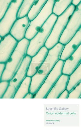 Foto de La estructura de las células epidérmicas de cebolla incluye membrana celular, citoplasma, núcleo, pared celular, vacuolas y no cloroplastos. La membrana celular no es fácilmente visible bajo un microscopio óptico. - Imagen libre de derechos