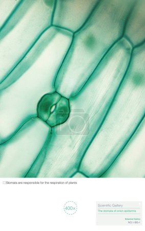 Stomata are openings formed around two guard cells, surrounded by accessory guard cells. They are specialized epidermal cells that differ in appearance from epidermal cells.
