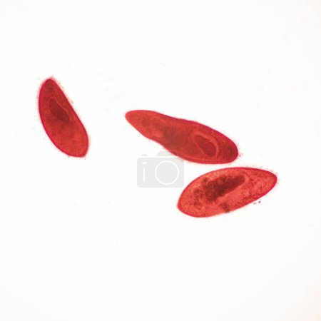 Photo for Paramecium is a single-celled organism with a cylindrical body with a round front end, a wider middle and rear part, and a pointed back end. - Royalty Free Image