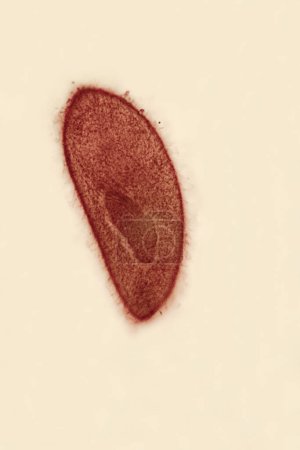 Paramecium is a single-celled organism with a cylindrical body with a round front end, a wider middle and rear part, and a pointed back end.