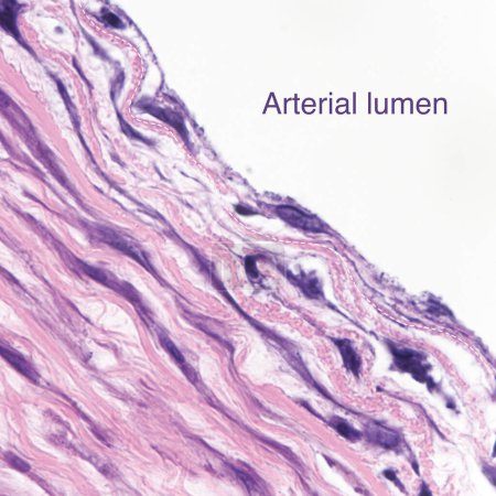 Foto de Esta foto muestra células epiteliales escamosas simples en la superficie de la gran arteria humana, que tiene las funciones de intercambio y secreción. - Imagen libre de derechos