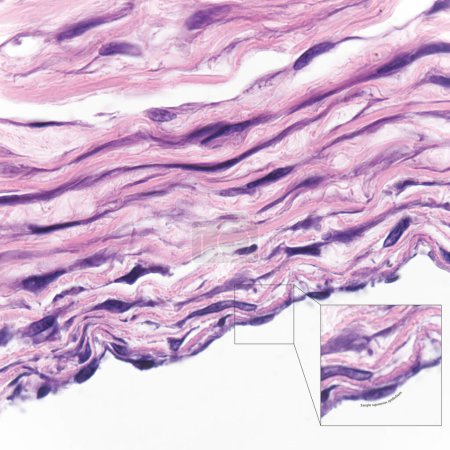 Esta foto muestra células epiteliales escamosas simples en la superficie de la gran arteria humana, que tiene las funciones de intercambio y secreción.