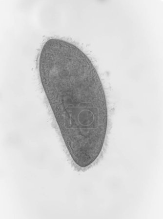 Photo for Paramecium is a single-celled organism with a cylindrical body with a round front end, a wider middle and rear part, and a pointed back end. - Royalty Free Image