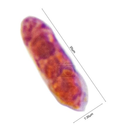 Euglena is a single-celled flagellar eukaryotic organism that intervenes between animals and plants. They are usually found in large numbers in quiet inland waters.Magnify 600x