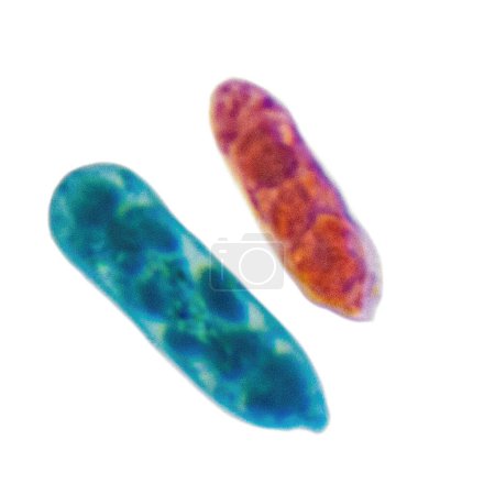 Photo for Euglena is a single-celled flagellar eukaryotic organism that intervenes between animals and plants. They are usually found in large numbers in quiet inland waters.Magnify 600x - Royalty Free Image