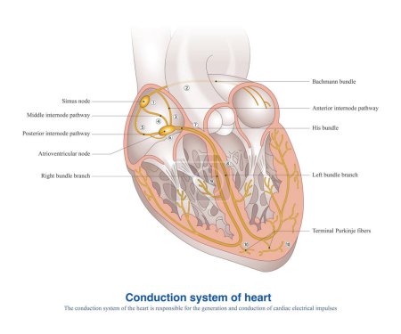 Téléchargez les photos : Le système de conduction du cœur est responsable de la génération et de la conduction des impulsions électriques cardiaques, et est le système électrique du cœur. - en image libre de droit