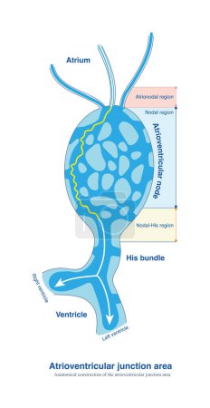 El área de la unión auriculoventricular incluye la parte inferior de la aurícula, el ganglio auriculoventricular y su haz, y es una vía necesaria para que los impulsos eléctricos viajen desde la aurícula hasta el ventrículo..