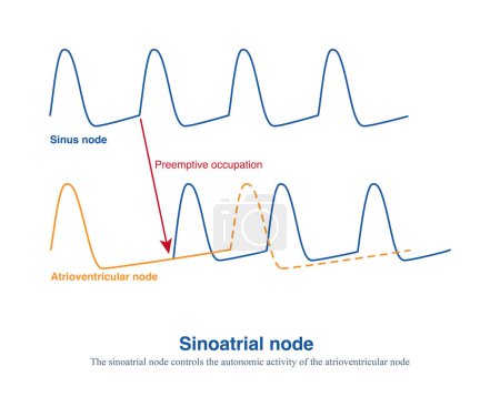 The autonomic  frequency of the sinoatrial node is the fastest, and other secondary pacemakers are controlled through mechanisms of preemptive occupation and overspeed suppression.