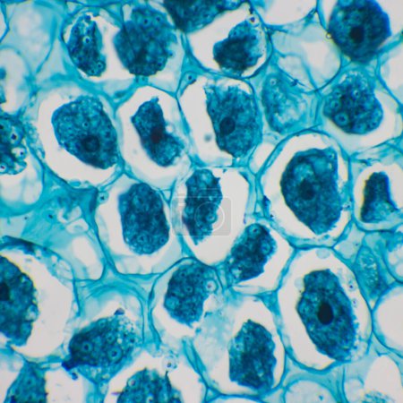 Dies ist eine Photomikroskopie von Maissaatgut. Dieses Foto konzentriert sich auf die Keimscheidezellen von Mais. Vergrößern Sie 600x