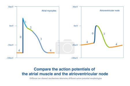 Le muscle auriculaire et le noeud auriculo-ventriculaire appartiennent respectivement aux cellules à réponse rapide et lente, et la dépolarisation de phase 0 est responsable des canaux Na + et Ca2 +, respectivement..