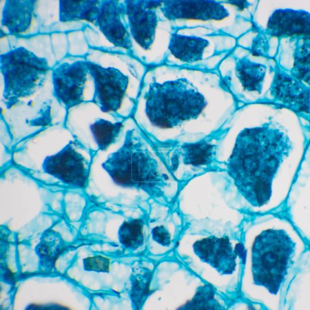 Dies ist eine Photomikroskopie von Maissaatgut. Dieses Foto konzentriert sich auf die Keimscheidezellen von Mais. Vergrößern Sie 600x