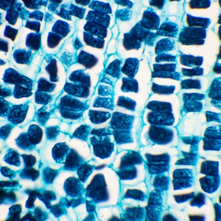 Este es un fotomicrograma de semillas de maíz. Esta foto se centra en las células de la vaina germinal del maíz.