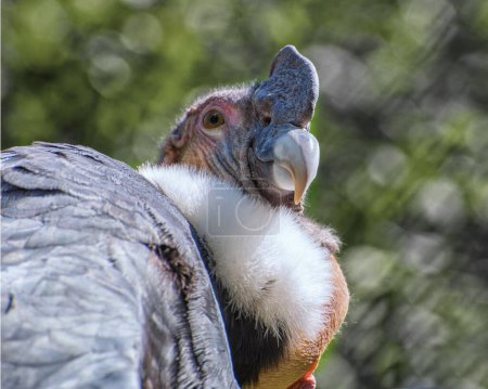 Foto de Cóndor andino, Vultur gryphus, un buitre catárido sudamericano gigante. Retrato - Imagen libre de derechos