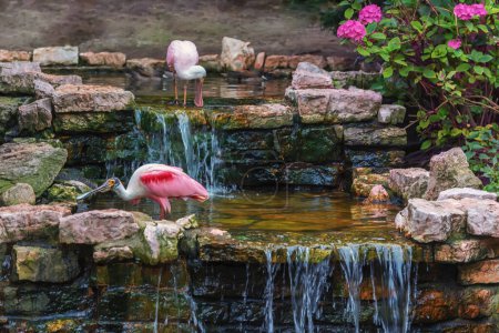 Rosy Spoonbill, Platalea ajaja, a flocking wading bird in a small picturesque waterfall. Birds in nature. Summer landscape
