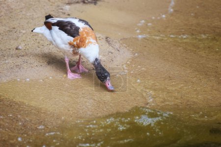 Foto de Pato común, Tadorna tadorna. Observación de aves. Las aves en la naturaleza. Paisaje verano - Imagen libre de derechos