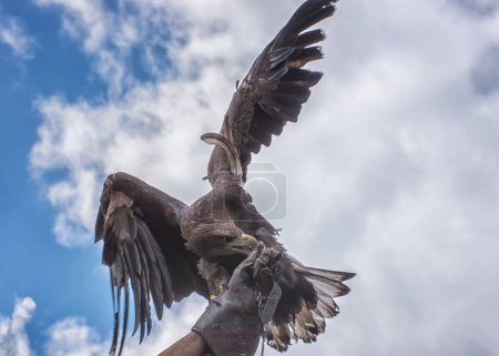 Foto de Águila real, ave rapaz, con alas extendidas en la mano de halcón. Retrato - Imagen libre de derechos