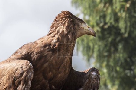 Foto de Águila real, el ave de presa más conocida en el hemisferio norte con un plumaje marrón oscuro, con un plumaje marrón dorado más claro en la nuca. Retrato - Imagen libre de derechos
