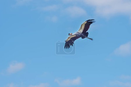 Foto de Grúa gris coronada, grúa dorada en el cielo azul. Las aves en la naturaleza. Paisaje verano - Imagen libre de derechos