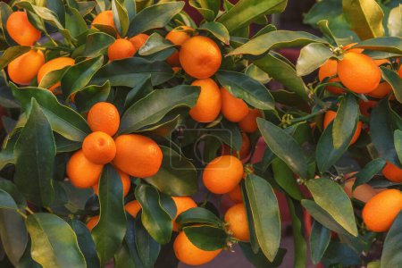 Foto de Kumquat, Fortunella margarita con frutas naranjas alargadas. Flores para jardines, parques, balcones, terrazas habitaciones - Imagen libre de derechos