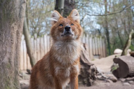 Photo for The dhole, Cuon alpinus, Asiatic Wild Dog, red dog, and whistling dog, an endangered large carnivore. Portrait - Royalty Free Image
