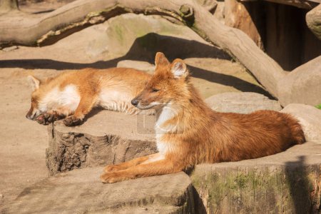 Photo for The dholes, Cuon alpinus, Asiatic Wild Dogs, red dogs bask in the sun - Royalty Free Image