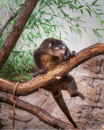 Téléchargez les photos : Ours Cuscus, Ailurops ursinus, marsupial arboricole, animal folivore diurne sur la branche de l'arbre - en image libre de droit
