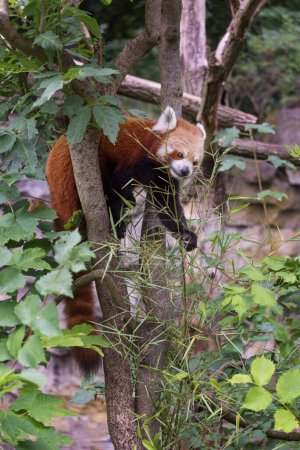 Foto de El panda rojo, Ailurus fulgens, el panda menor, un pequeño mamífero nativo del Himalaya oriental y el suroeste de China en la rama del árbol - Imagen libre de derechos
