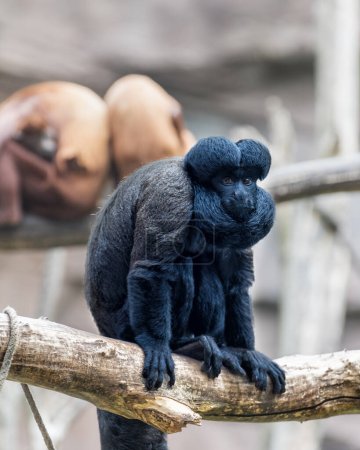 Téléchargez les photos : Guianan Barbu Saki, Chiropotes sagulatus, un singe du Nouveau Monde. Photo verticale - en image libre de droit