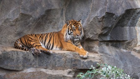 Foto de Tigre de Sumatra, la más pequeña y oscura de todas las subespecies de tigre. Retrato - Imagen libre de derechos