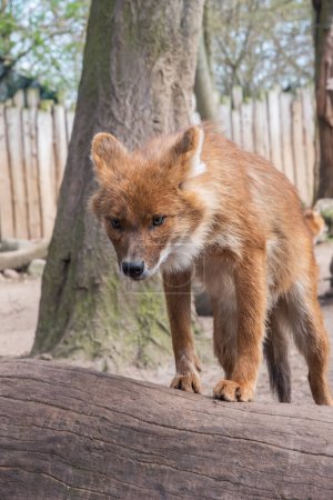 Photo for The dhole, Cuon alpinus, Asiatic Wild Dog, red dog, whistling dog - Royalty Free Image