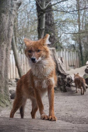 Photo for The dhole, Cuon alpinus, Asiatic Wild Dog, red dog, whistling dog, an endangered large carnivore - Royalty Free Image