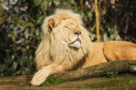 Foto de León africano, Panthera leo, un gato grande con un cuerpo musculoso, de pecho ancho; cabeza corta y redondeada; orejas redondas; y un penacho peludo al final de su cola - Imagen libre de derechos