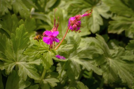 Geranium macrorrhizum, an undemanding, ornamental plant. The purple flowers are enchanting and provide an incredible charm in every garden. Popular flowers for parks and gardens