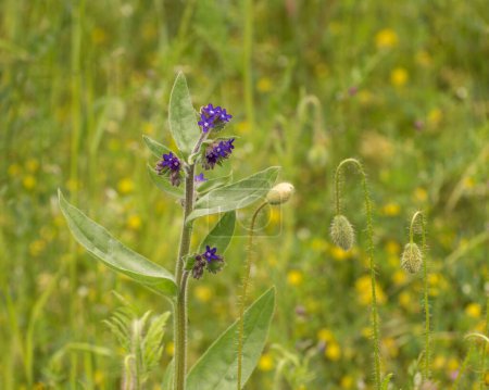 Anchusa officinalis, el bugloss común o alkanet, néctar para los polinizadores. Las pequeñas flores radialmente simétricas son azul zafiro